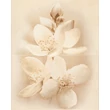 Kép 1/8 - cersanit diana flower dekor 40x50 cm