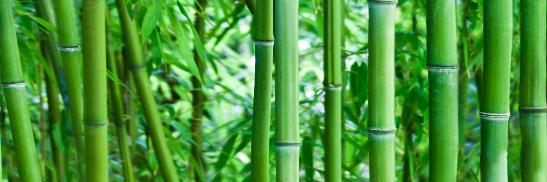 konskie bamboo glass inserto szett 25x75 cm